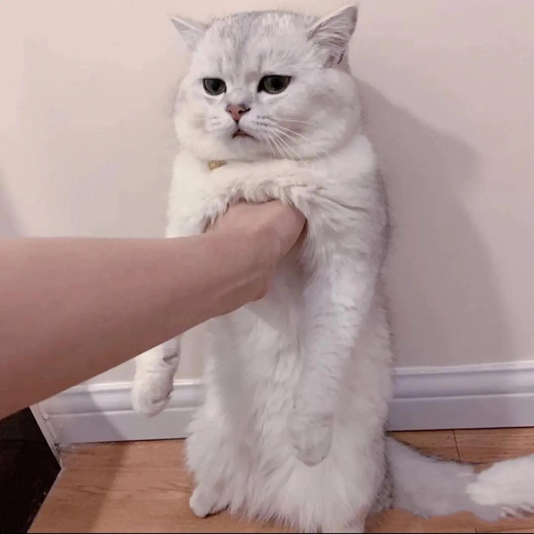臭鱼烂虾