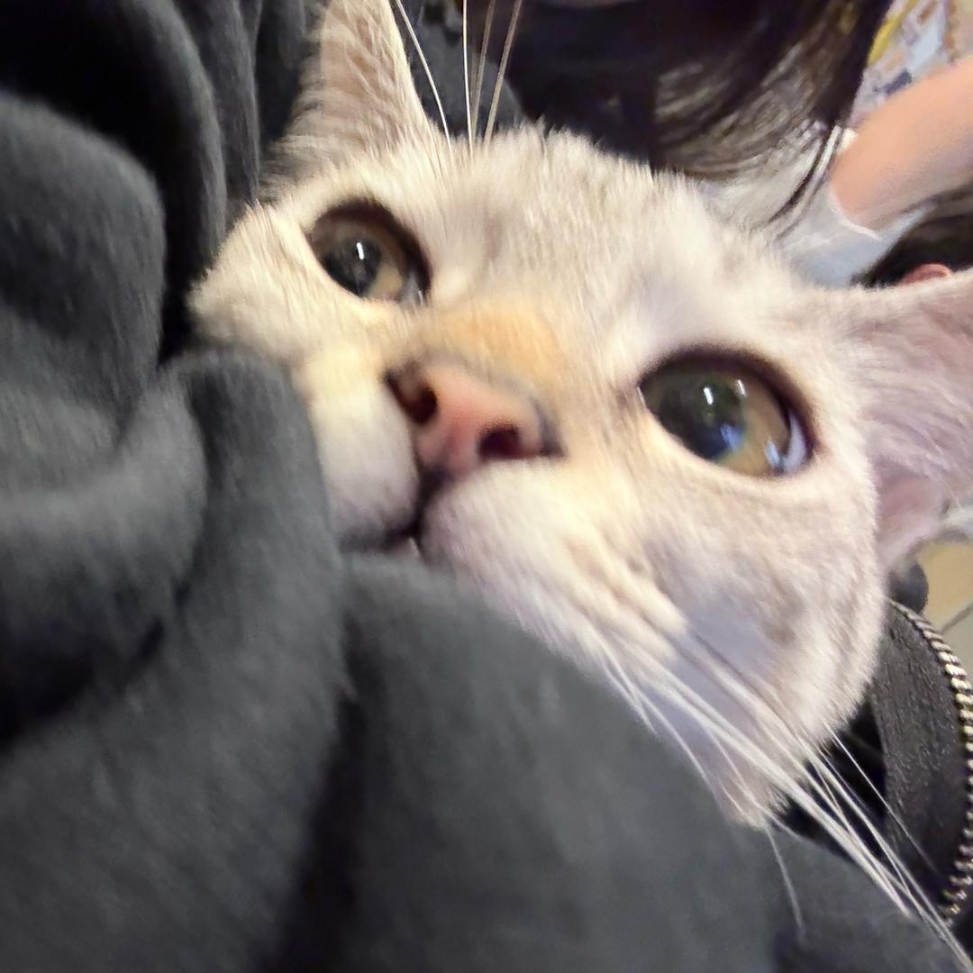 Kitty.