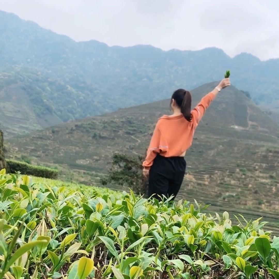 感德茶叶【厂家直销】