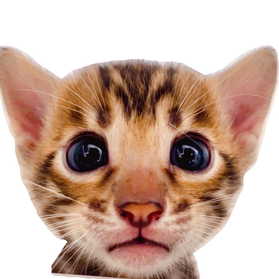 貔貅是虎皮蛋糕@抖音