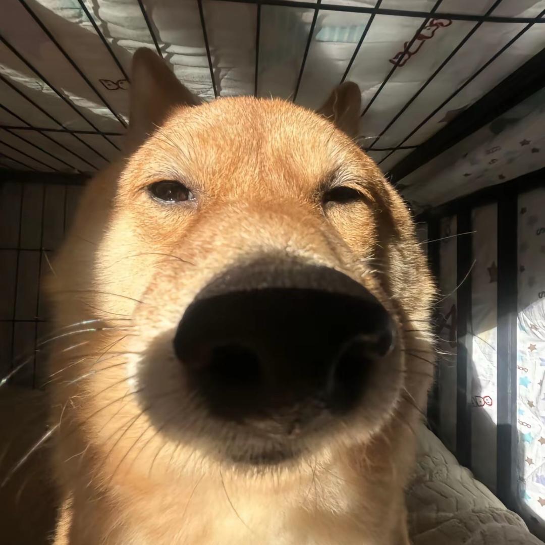 -馨 馨 子