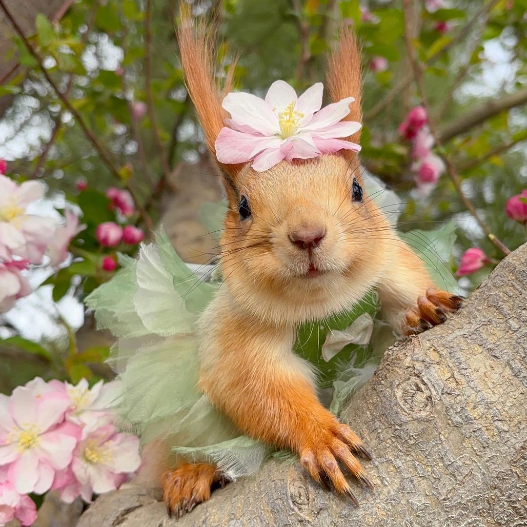 短尾巴小金子🐿️