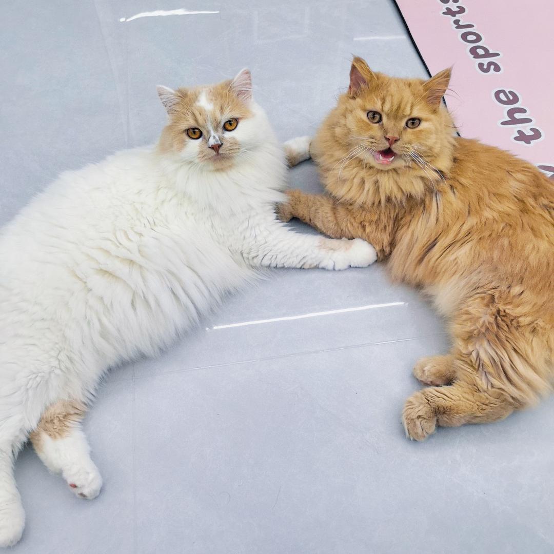 🐱元宝有来福🐱