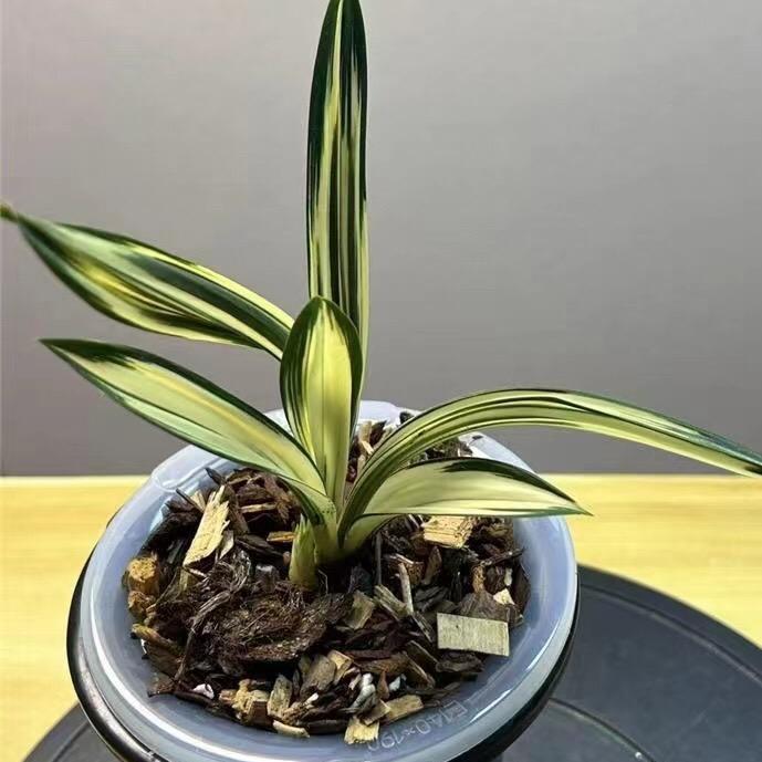慧欣兰业