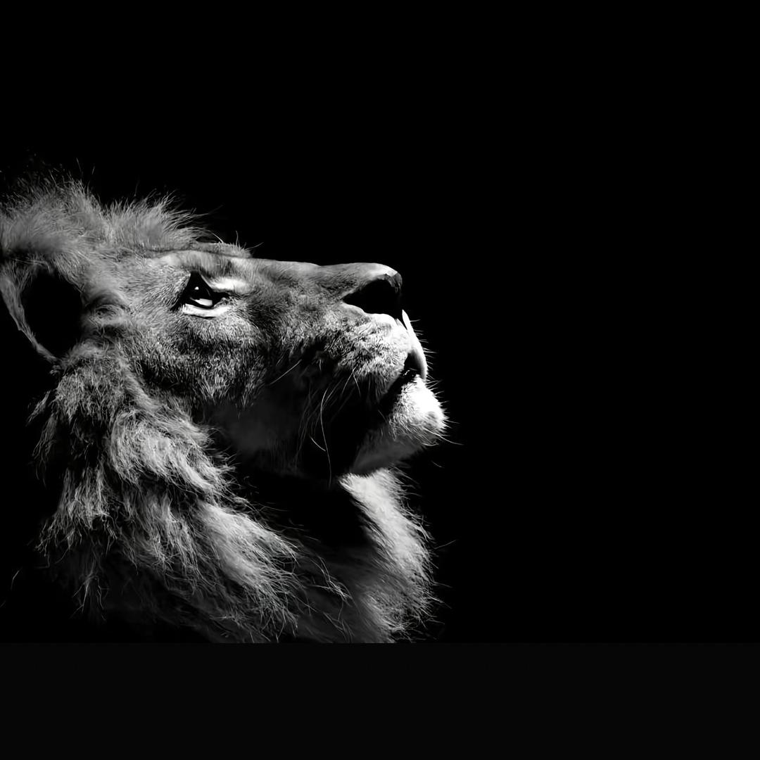 𝓢𝓹𝓮𝓬𝓲𝒶𝓵