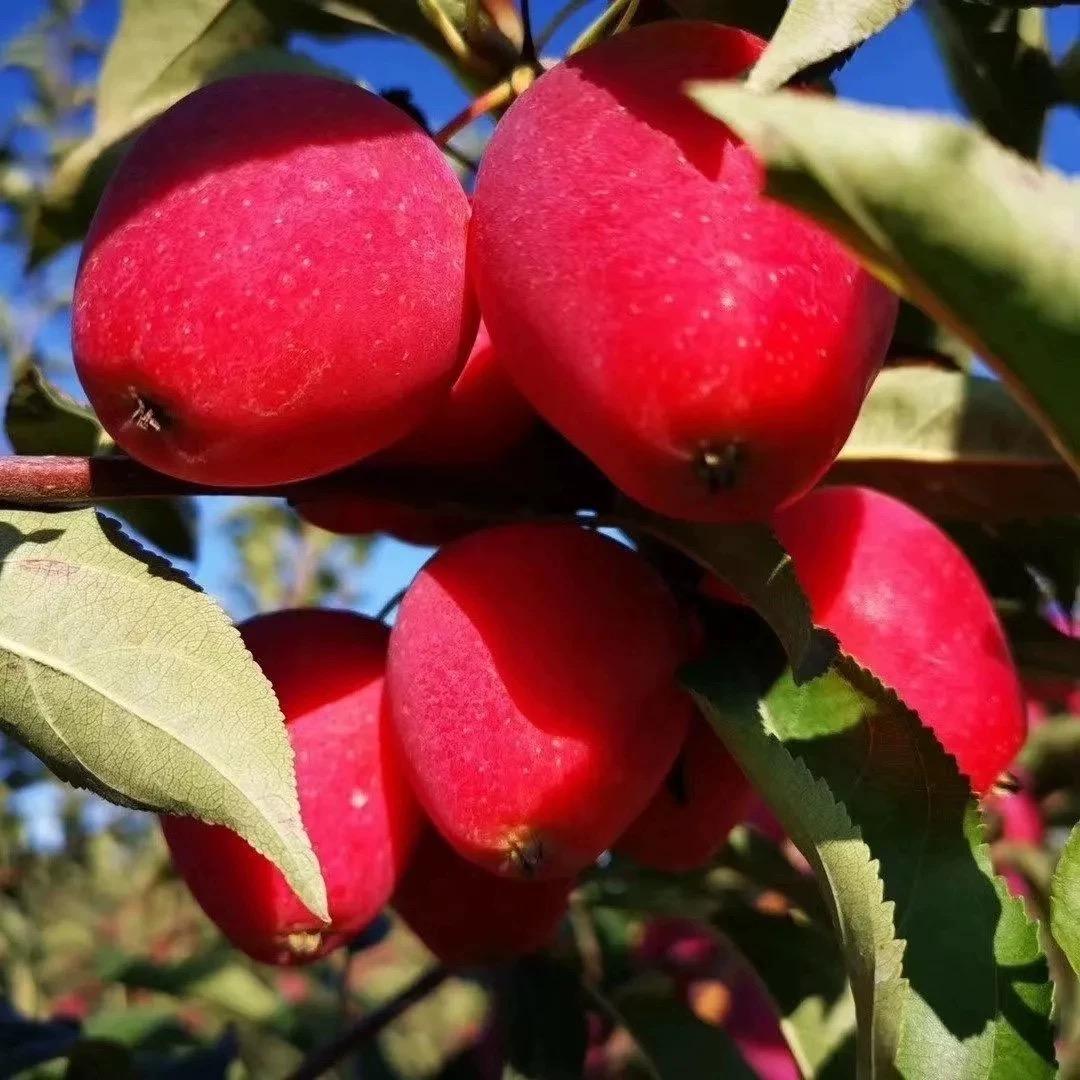 李卓的多元商品小铺子