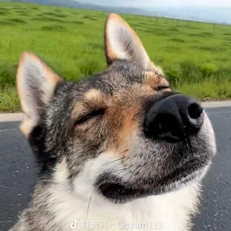 你不要给我哇哇叫