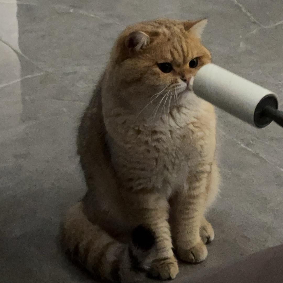 啊哈😄