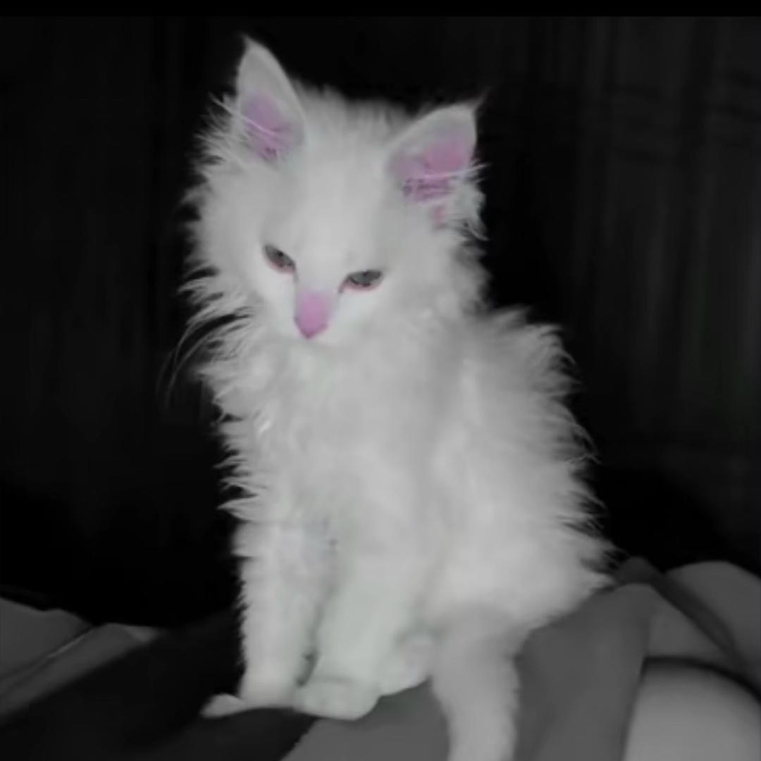 歪歪