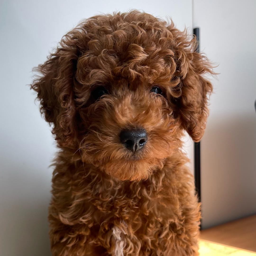 嘟嘟是只小泰迪