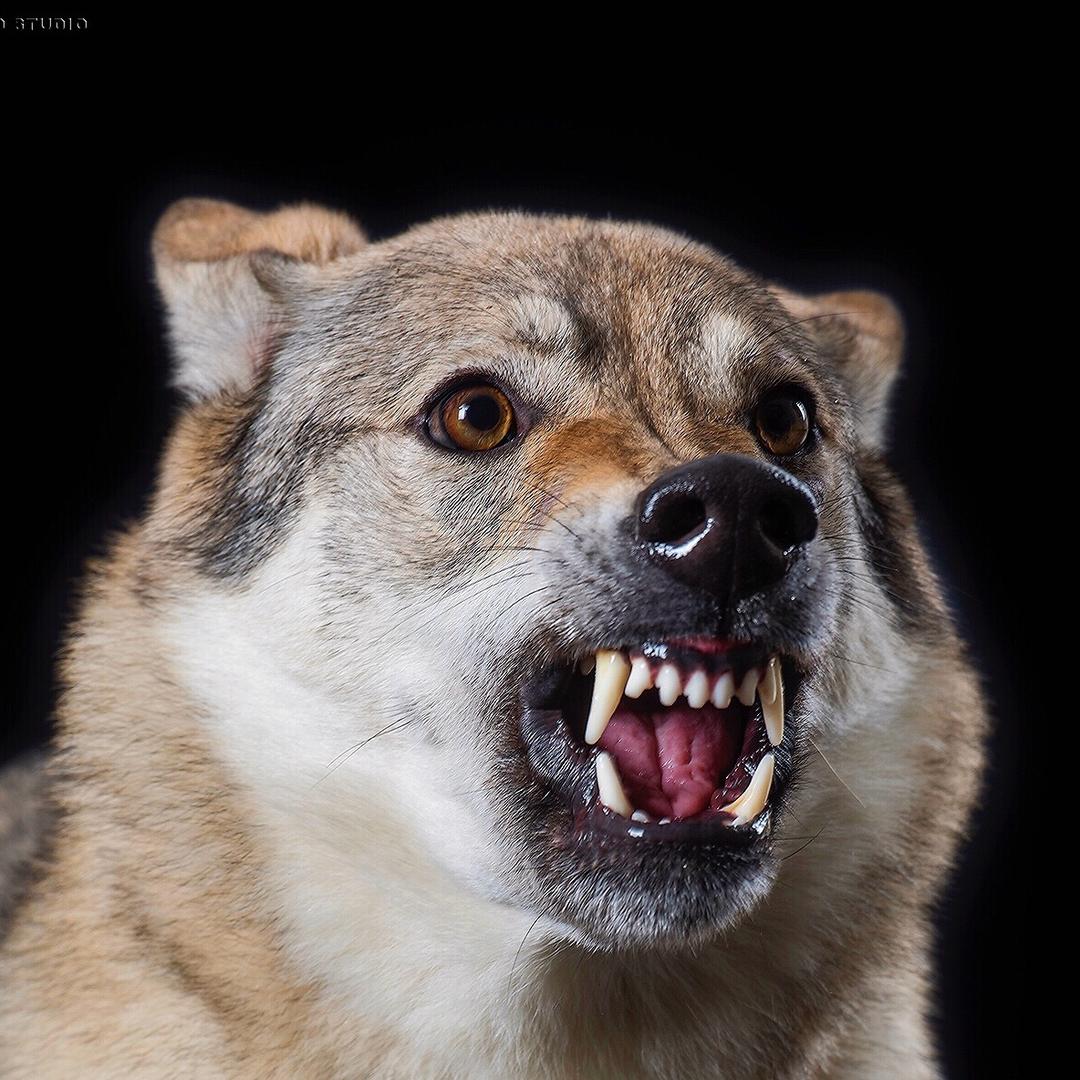 脚印犬舍（捷克狼犬排行一）
