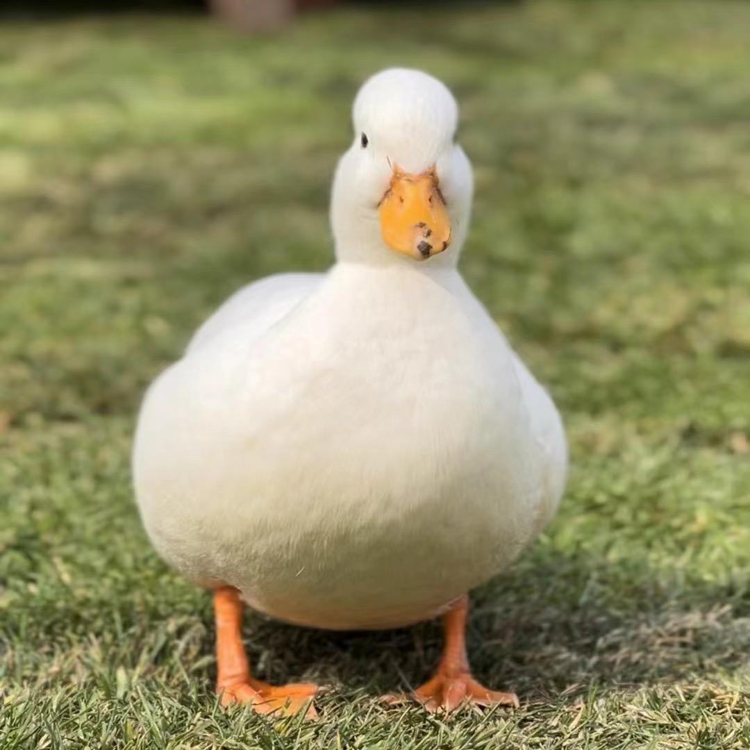 肥妹家的柯尔鸭