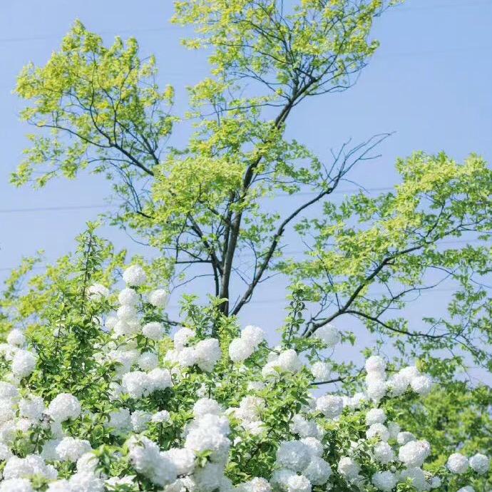 你是人间四月天