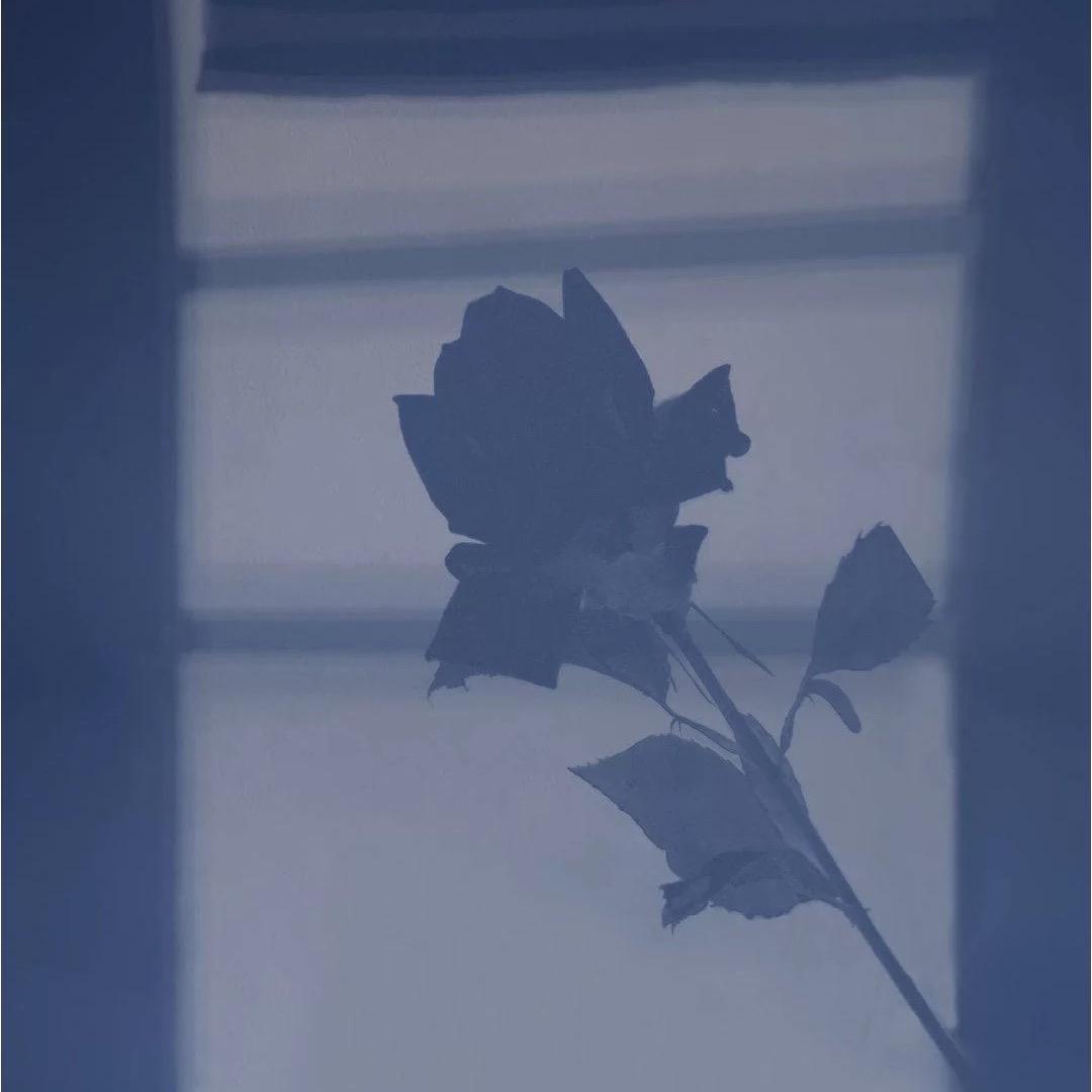 鱼鱼.