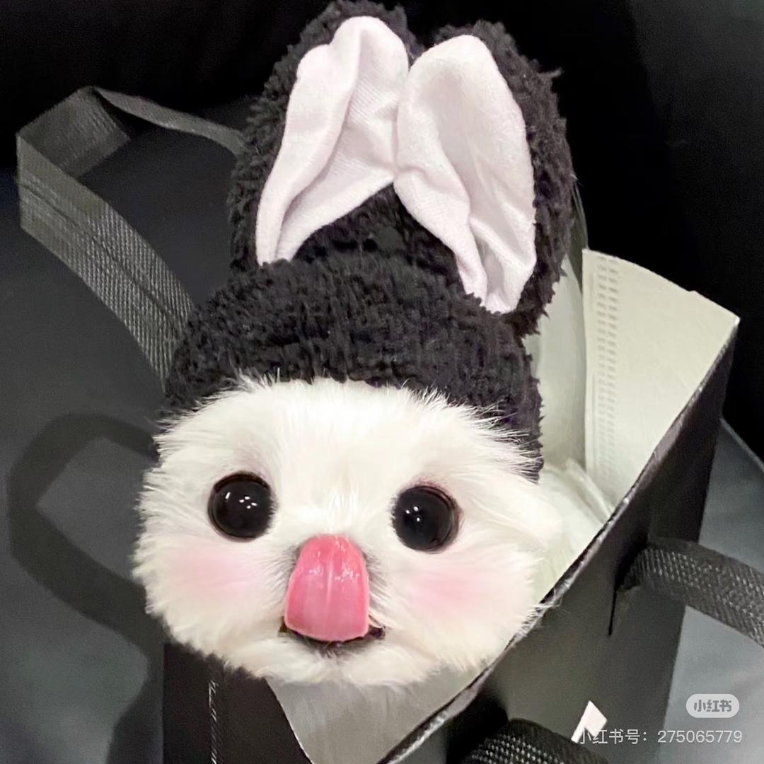 一只兔好恬🐰