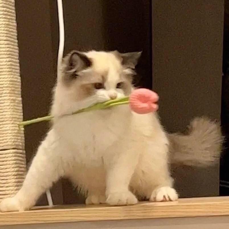 秋辞.