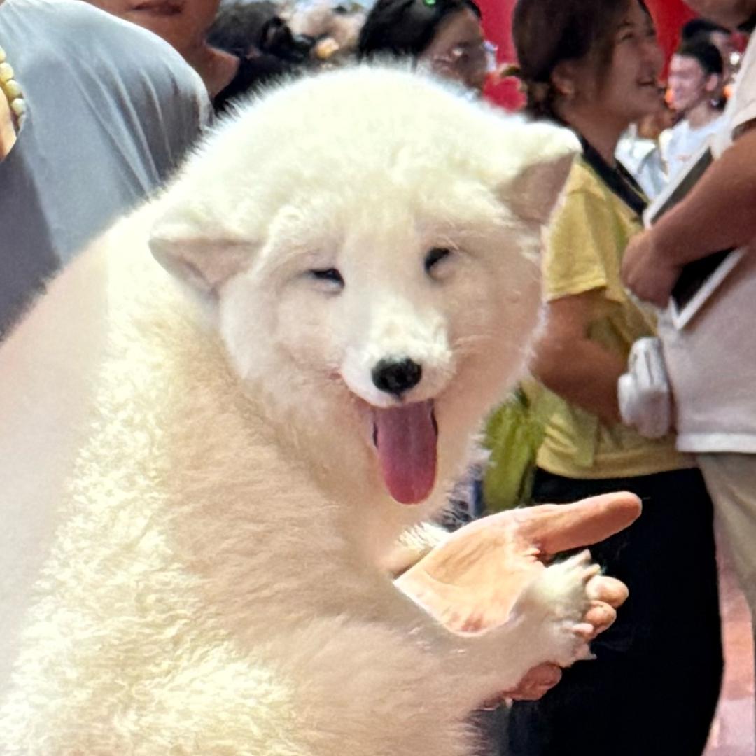 钟楼小柠檬