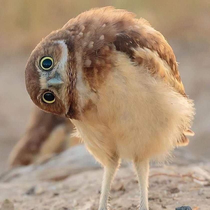 小鹰歪头