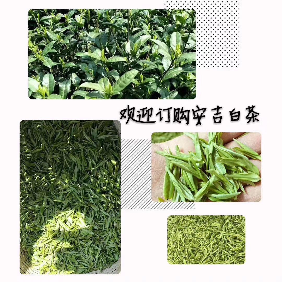 安吉白茶小应