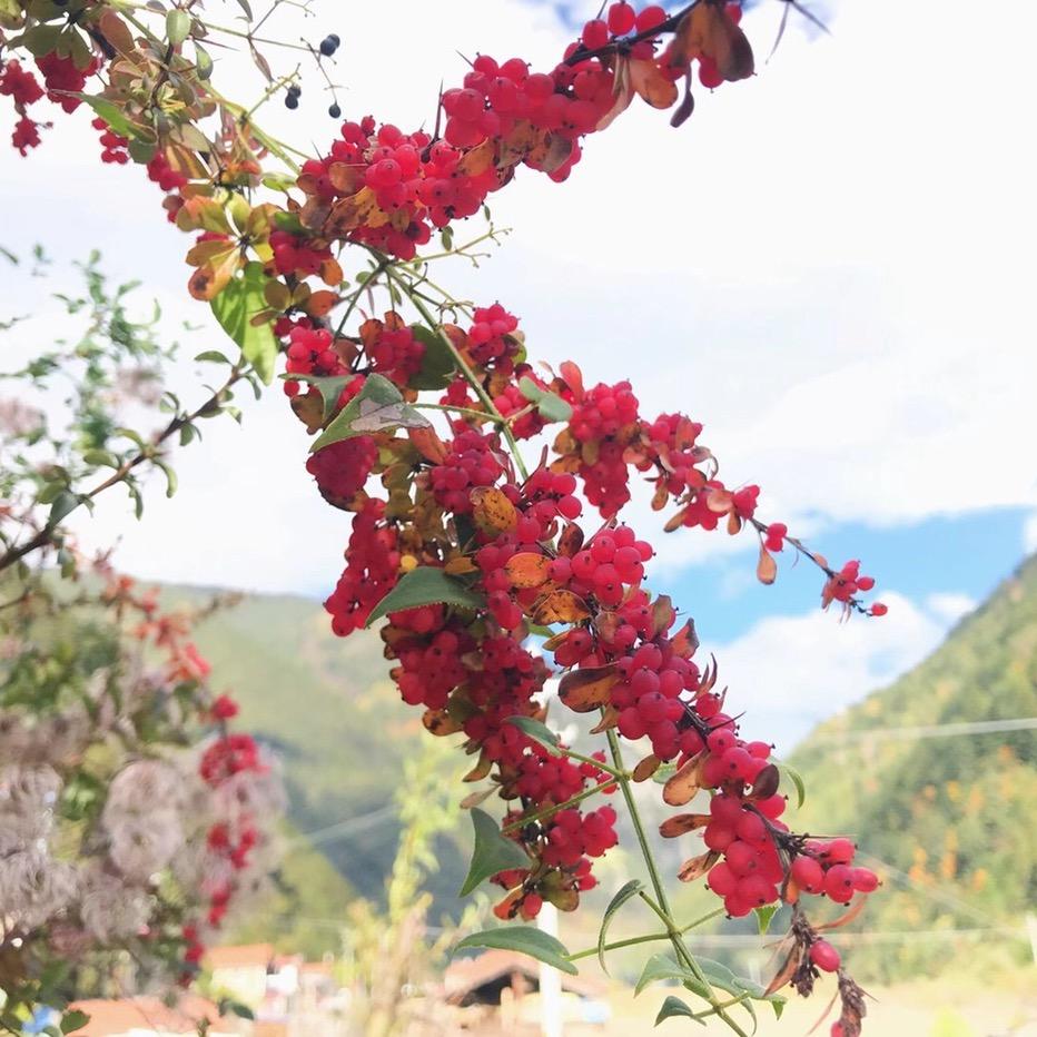 等我一夏🌷