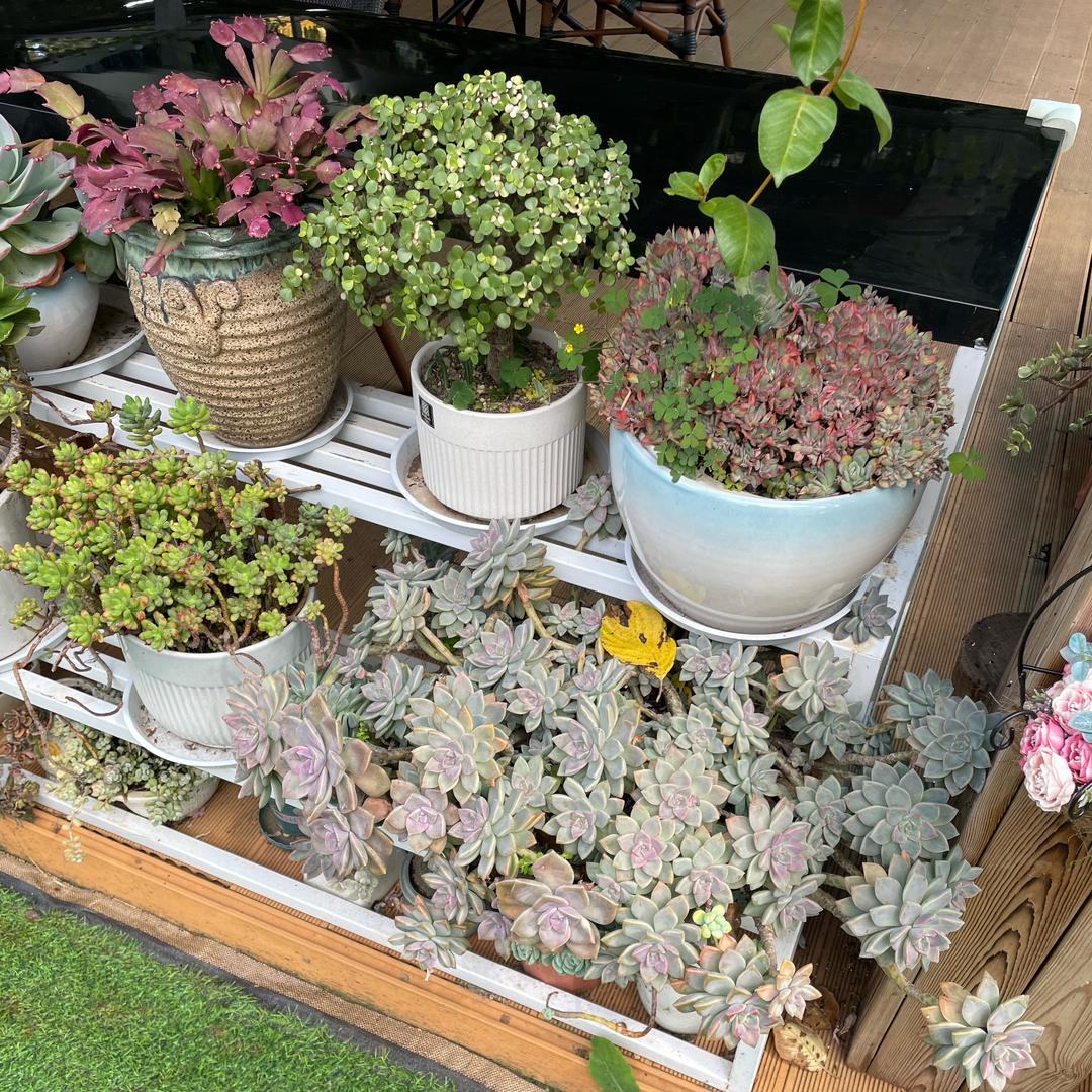 馨馨妈妈爱分享