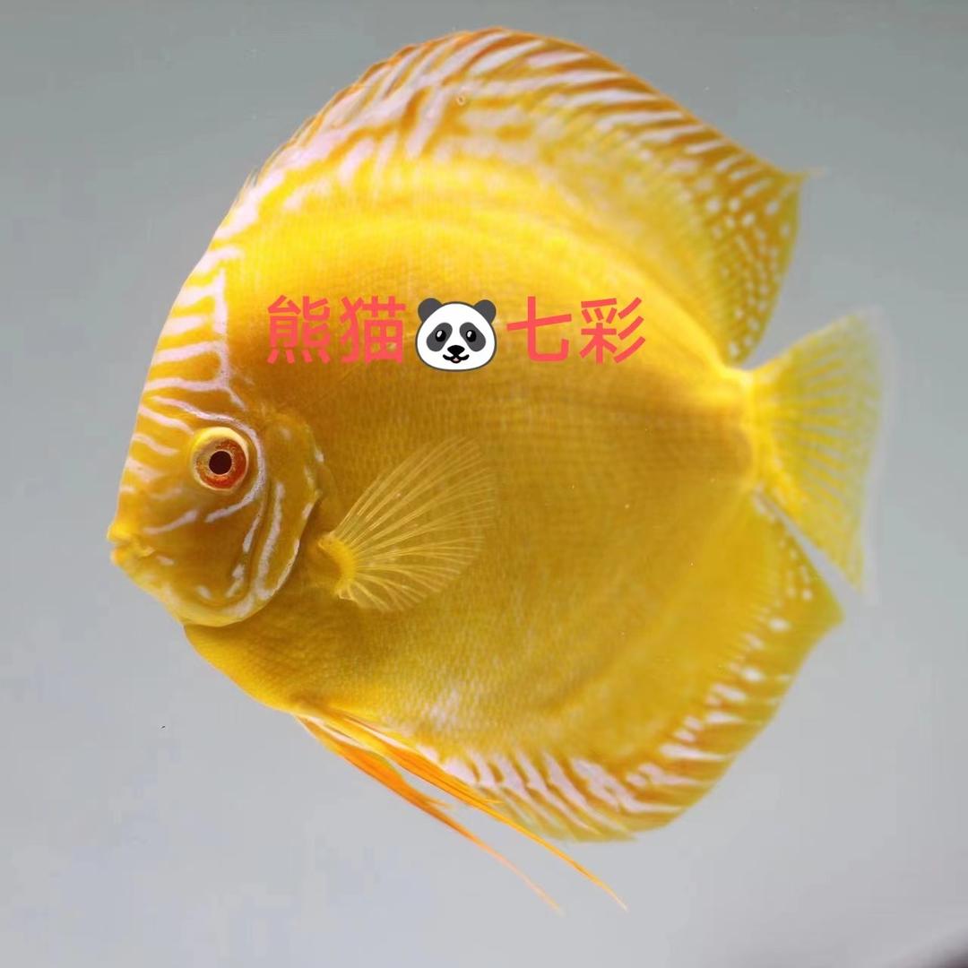 熊猫七彩改为熊猫七彩水族直播每晚7点本人