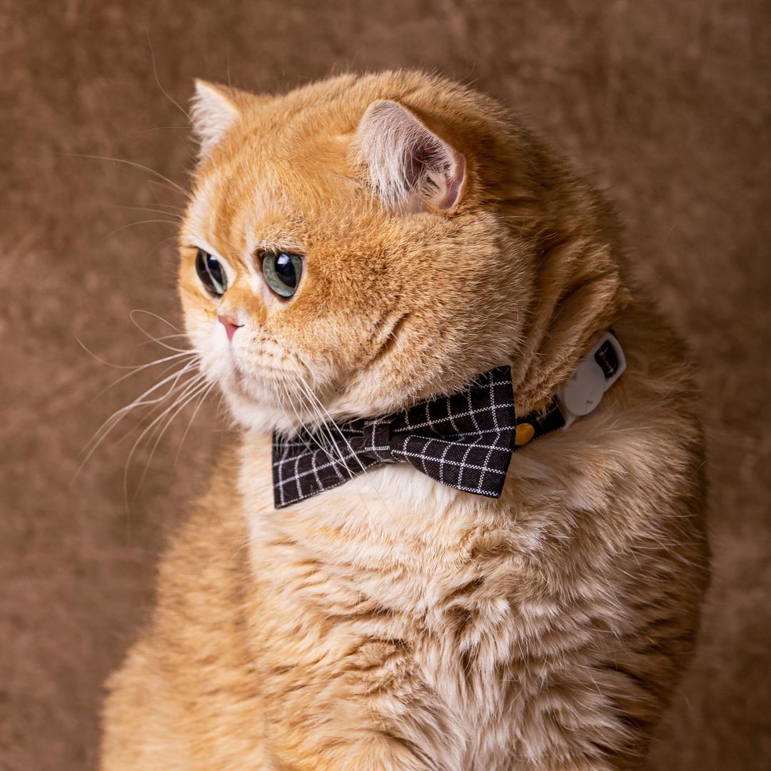 Mr.Hui招财猫