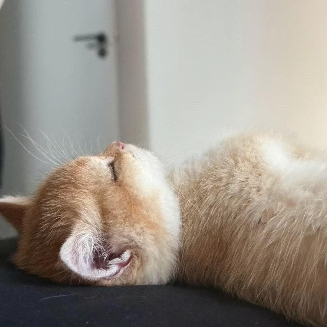肥肥