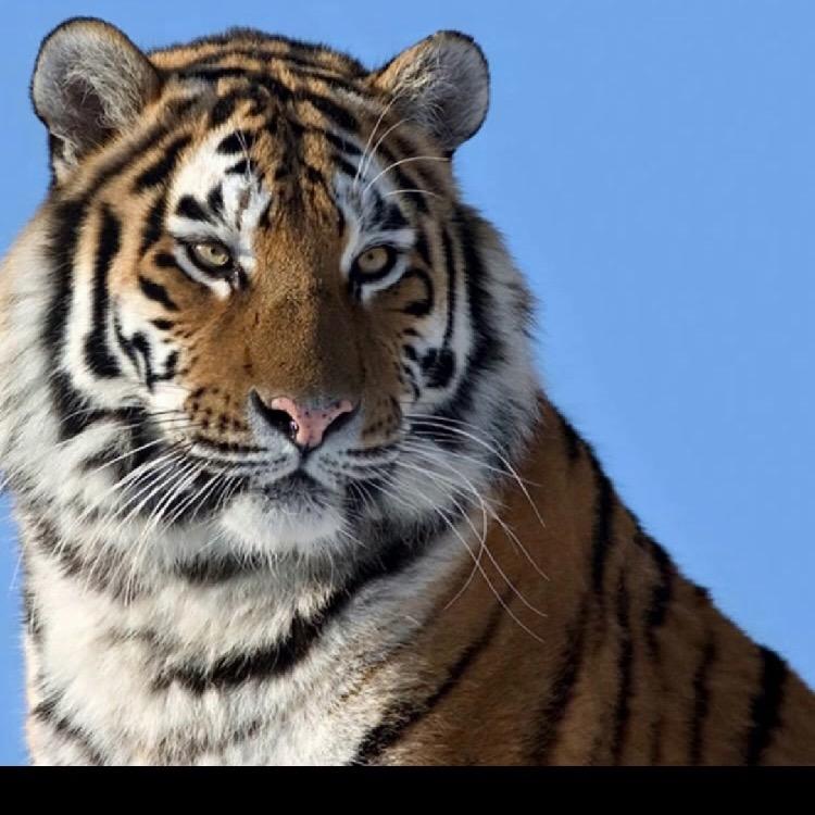独行者❤️