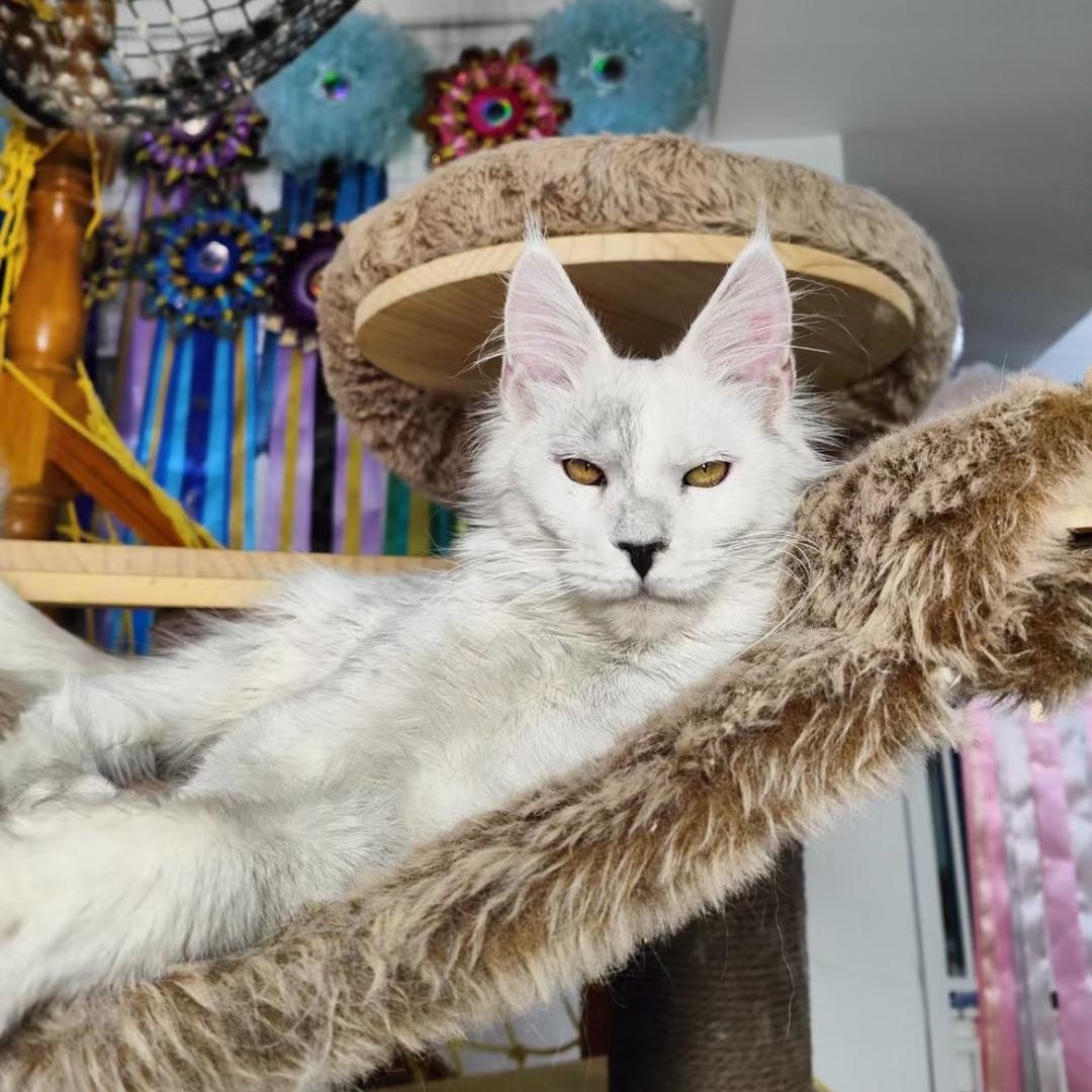 成都大胡子缅因猫舍