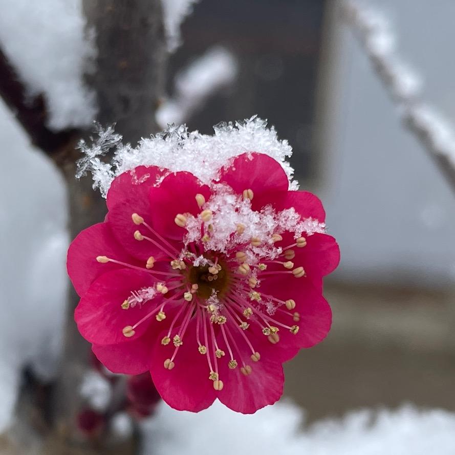 踏雪寻梅（怼怼店）
