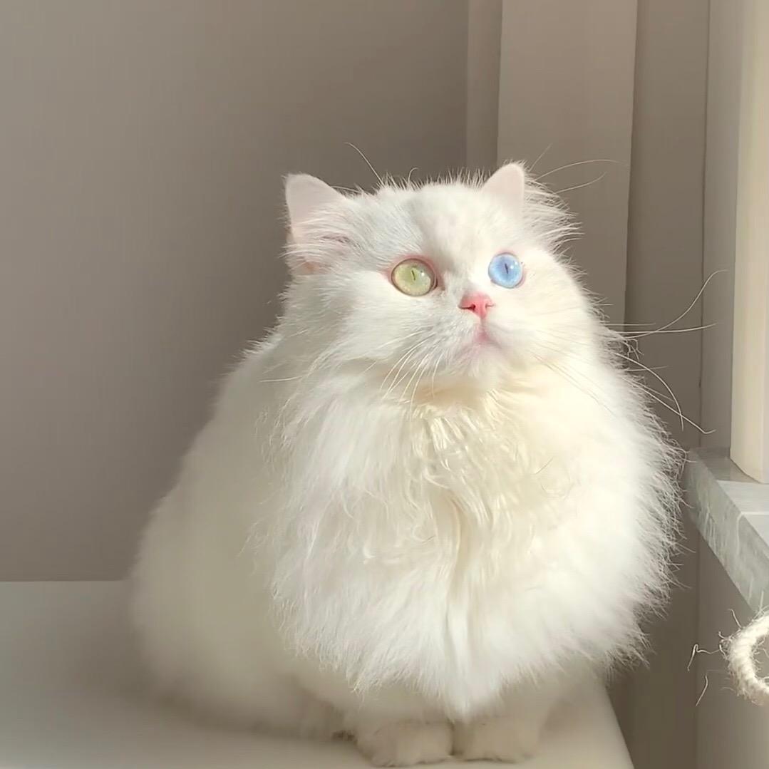 倩倩🌹