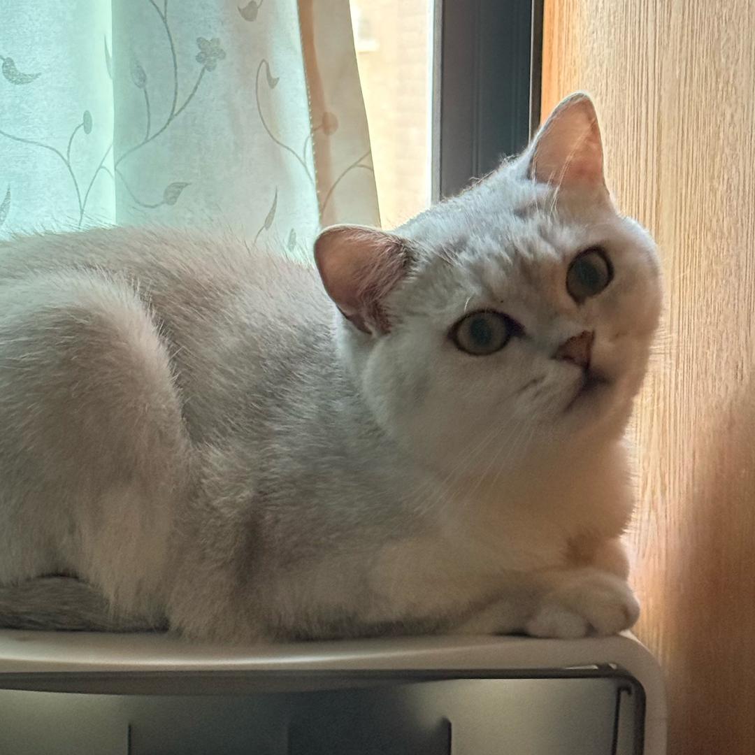妄北