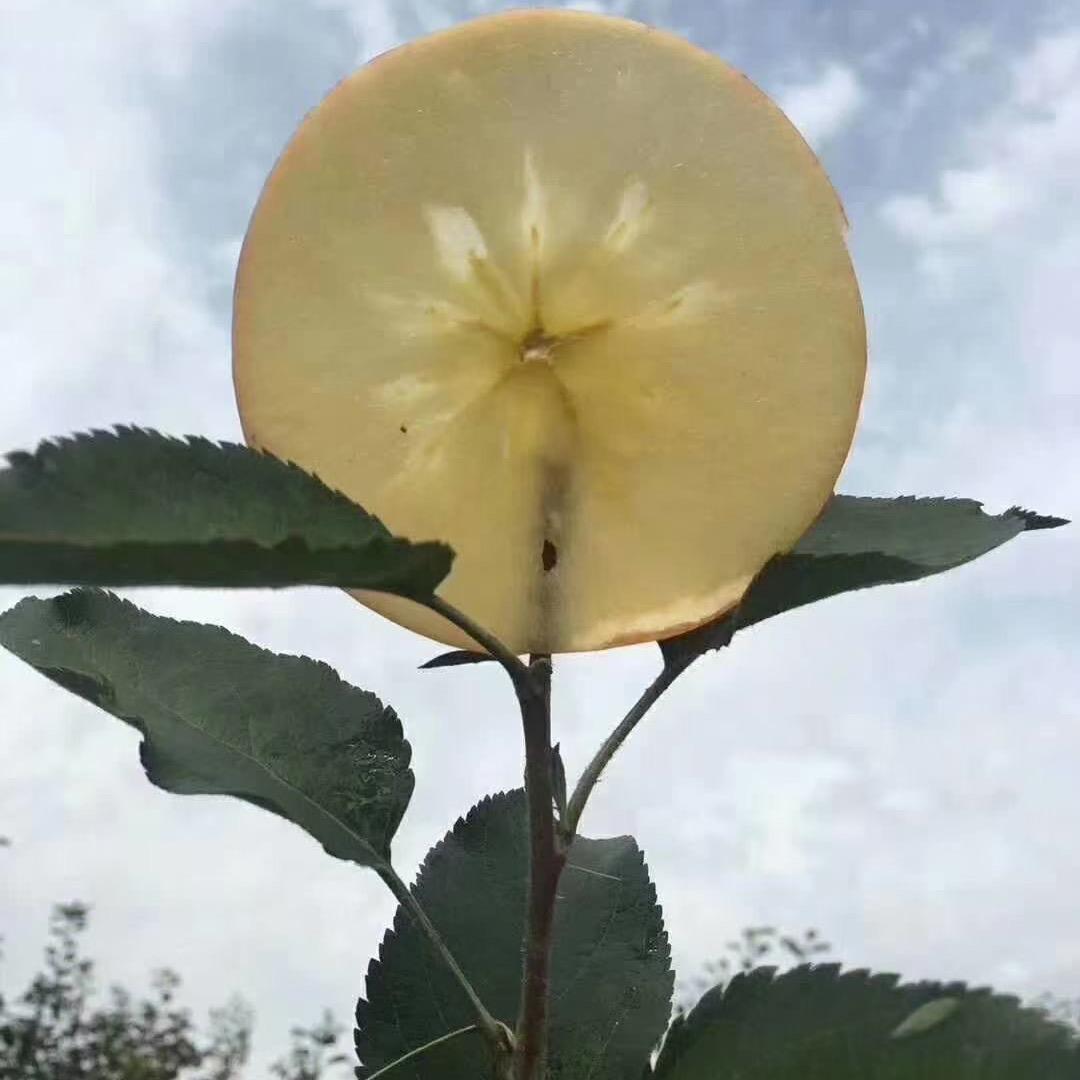 阿三果业供应链