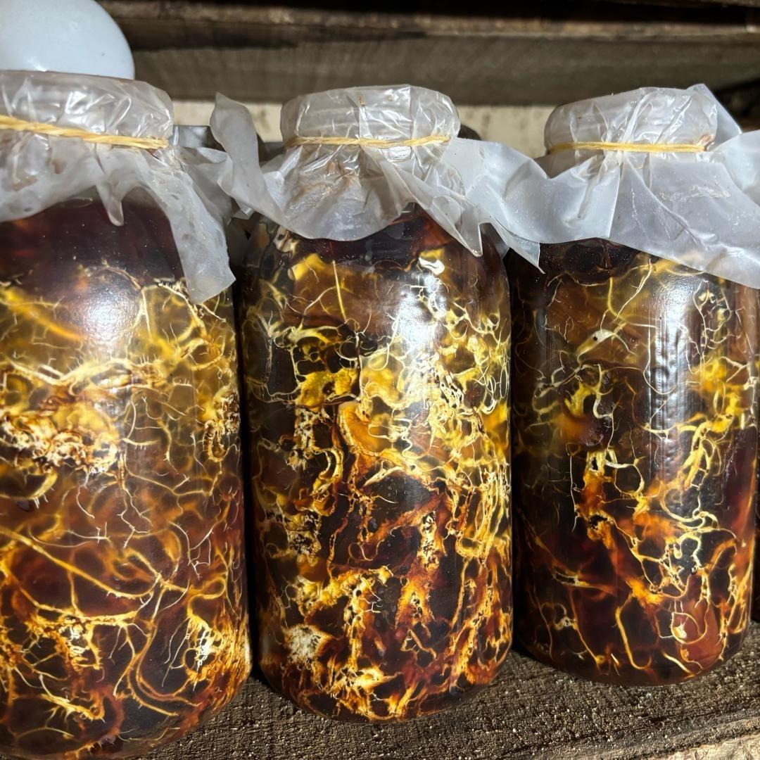 天麻猪苓菌种