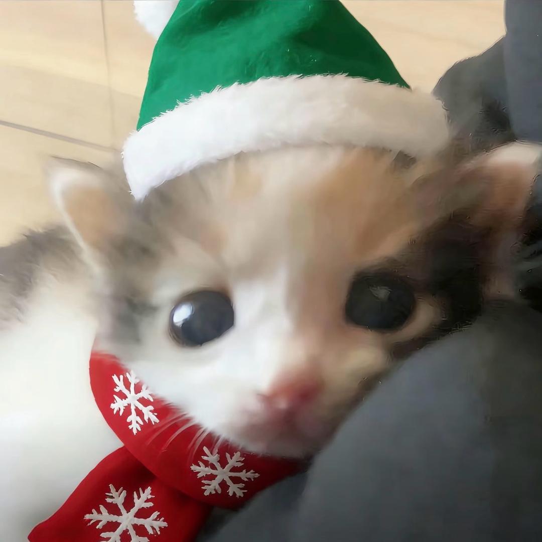 流浪的小猫