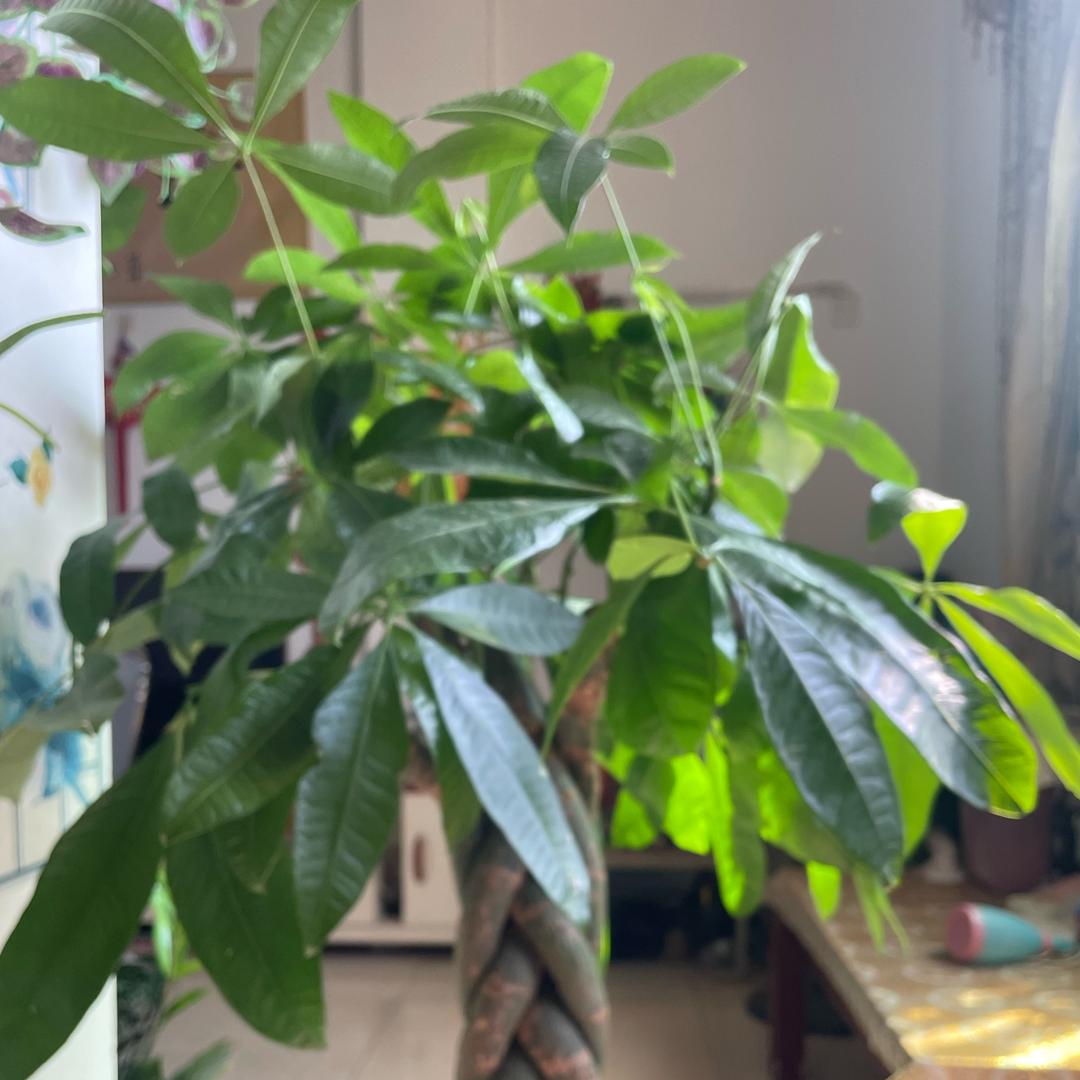 小情绪&南风不及你温柔