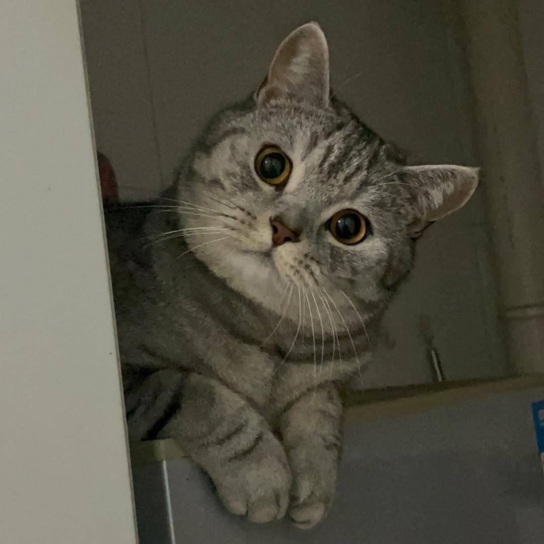 我是米粒🐱米粒米粒米粒米粒米粒米粒米粒