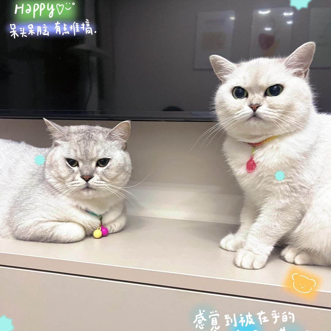 @大漂亮的猫