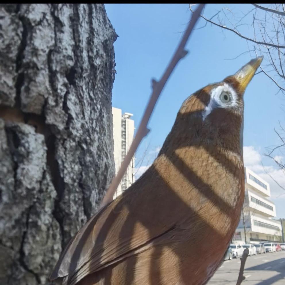 蓝枫