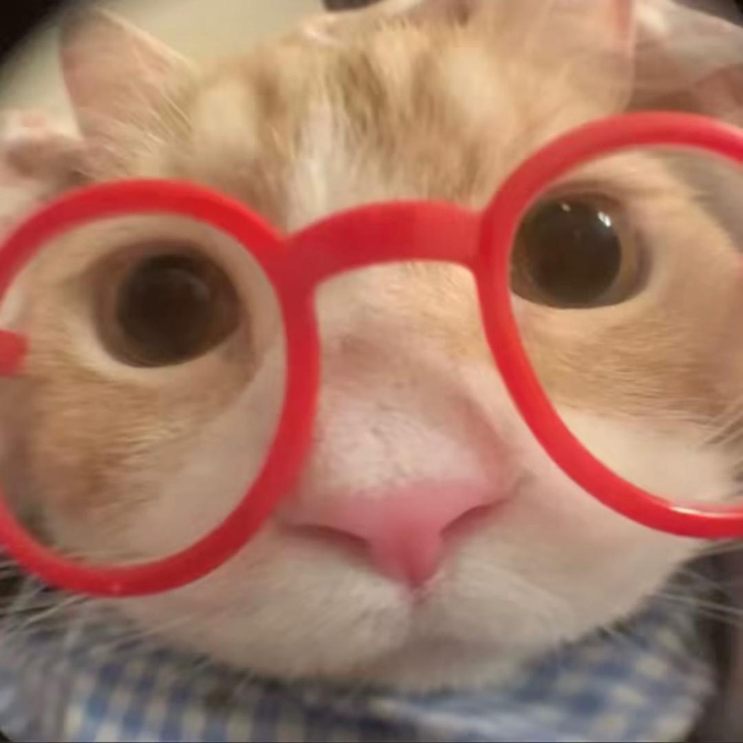 酱酱猫meme