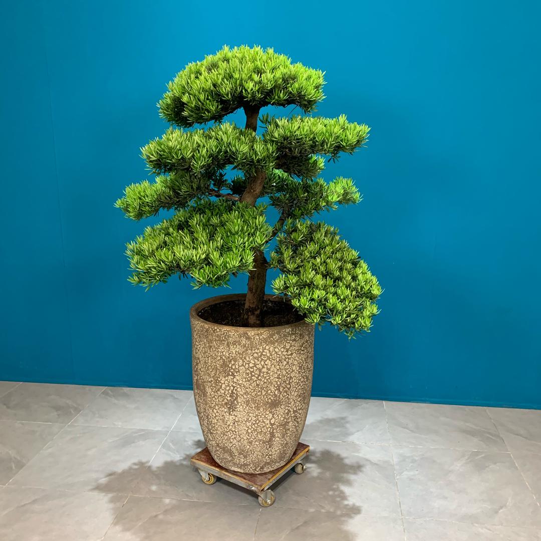 植的