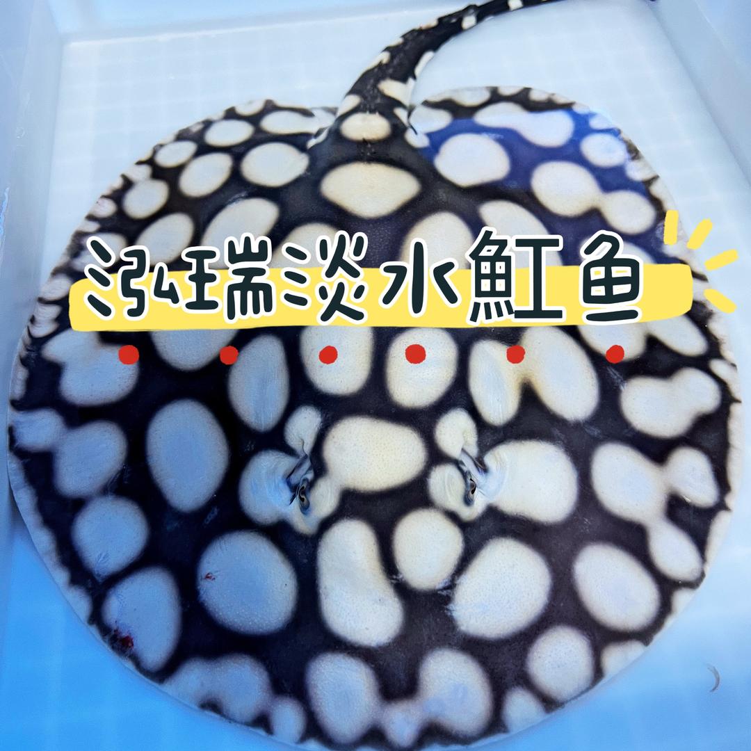 银川泓瑞淡水魟鱼严选基地