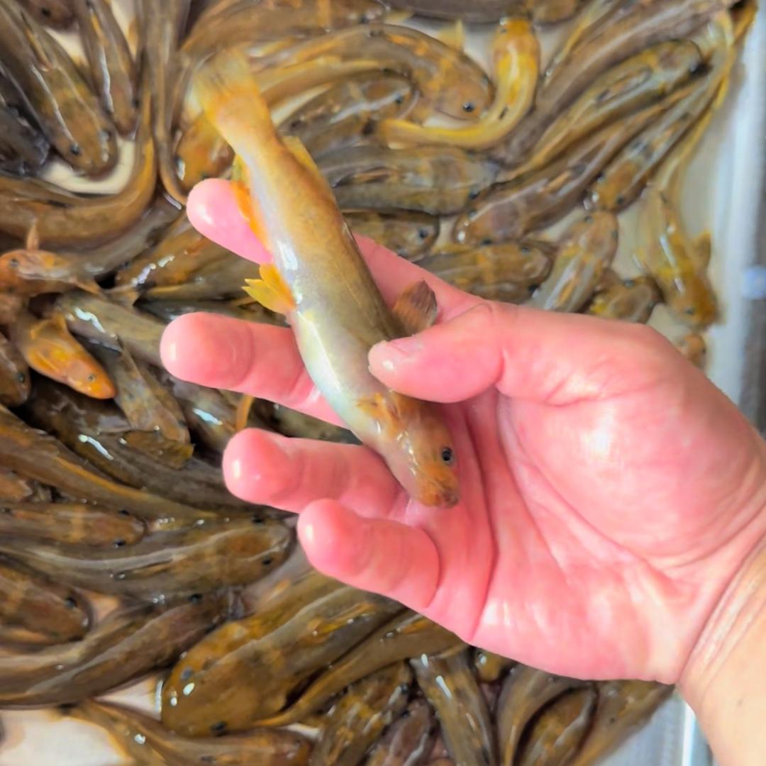 贵州强盛鱼档