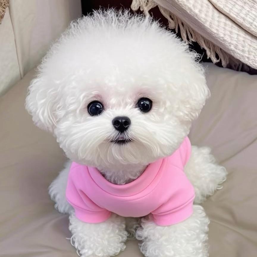 高氏犬业（韩系比熊）