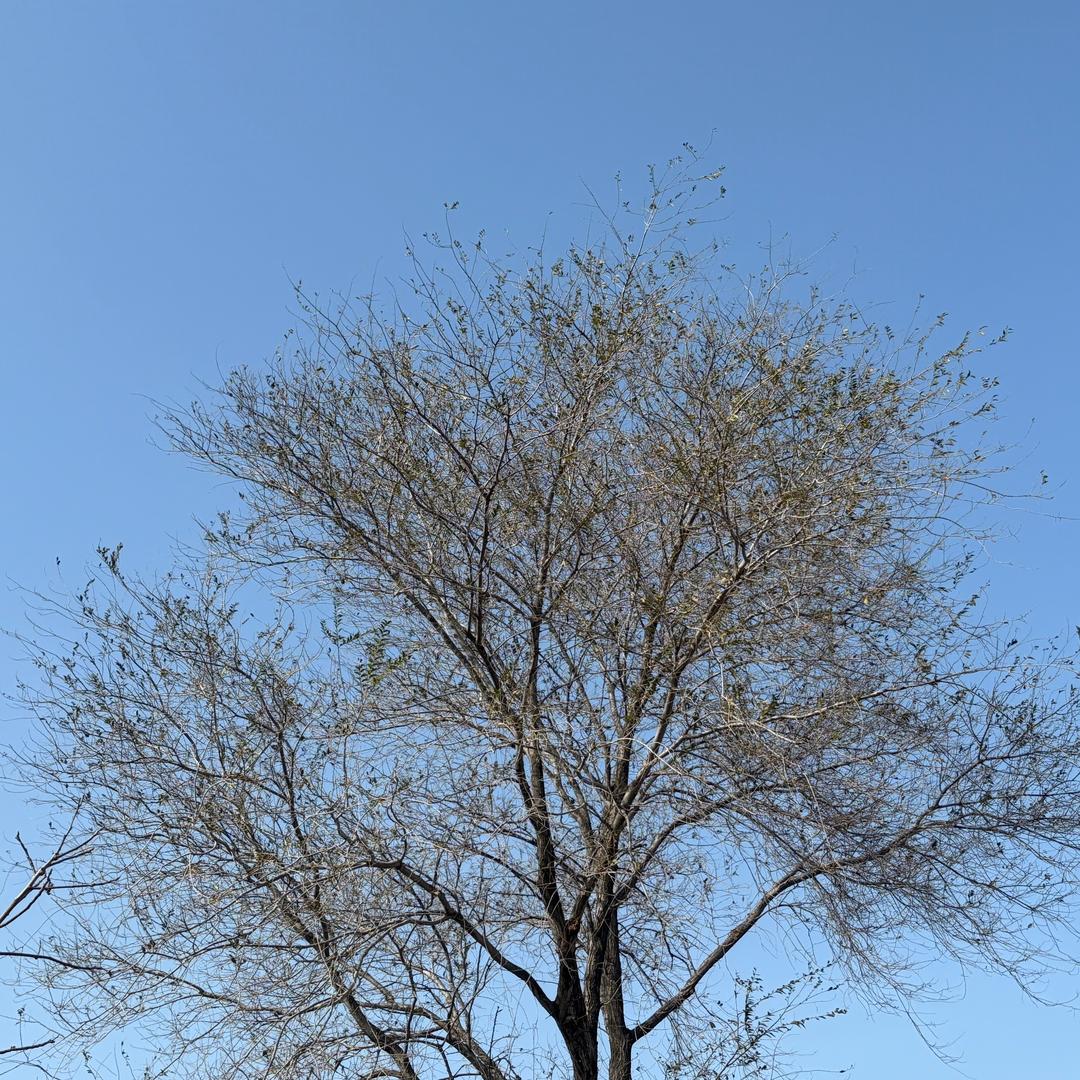 倩倩姓李