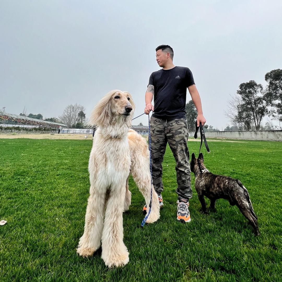 犬究声（9月份开始招收志同道合的人）收徒
