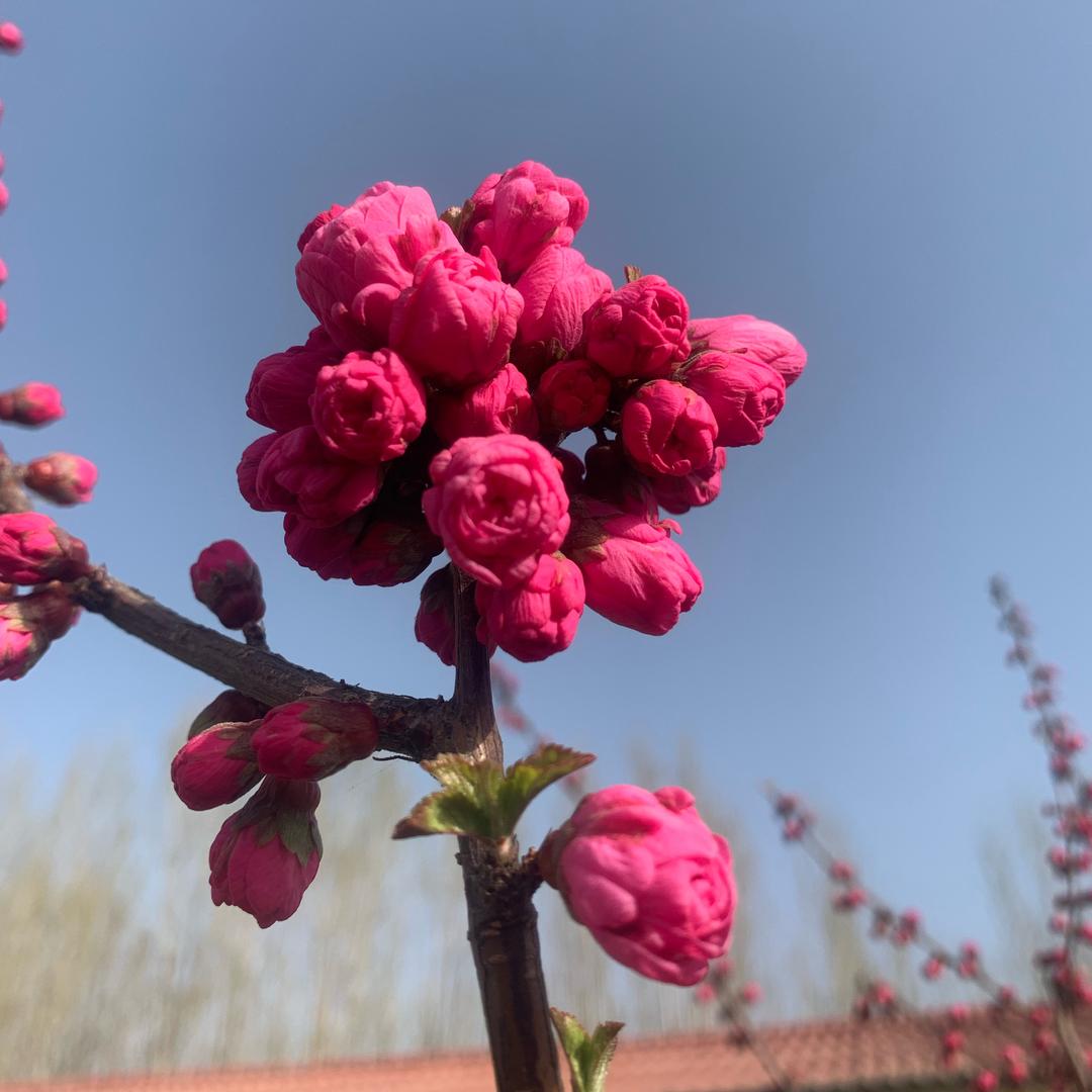 达子嘛