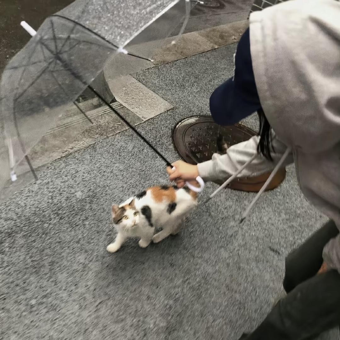 米饭🍚