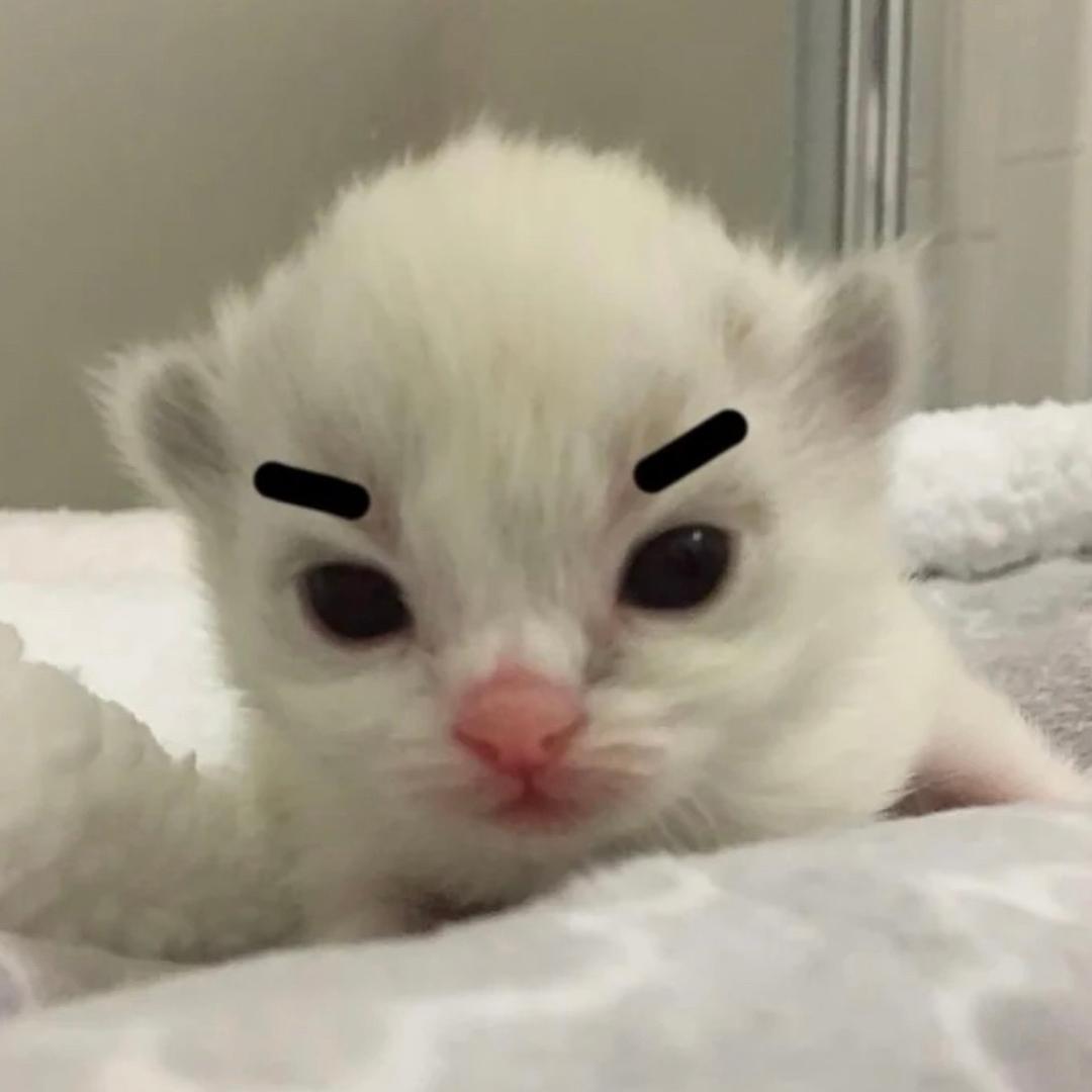小白赛高